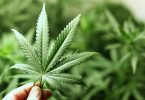 indijska konoplja marihuana 1