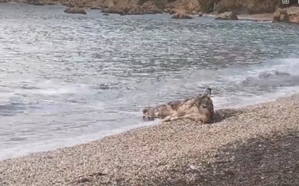 More na jadransku plažu izbacilo kravu More na jadransku plažu izbacilo kravu