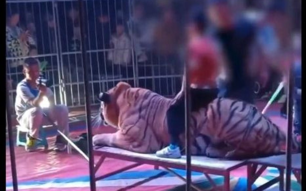 Nakon ovog snimka zatvoren je popularni cirkus u Kini: Djeca jašu tigra, a roditelji plaćaju Nakon ovog snimka zatvoren je popularni cirkus u Kini: Djeca jašu tigra, a roditelji plaćaju