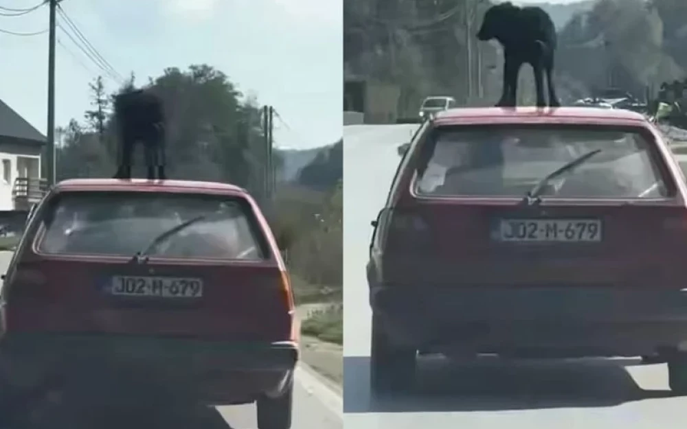 BiH: Vozio psa na krovu automobila BiH: Vozio psa na krovu automobila