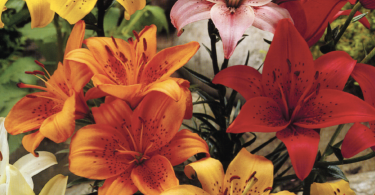 Slika zaslona 2025 09 17 u 15.22.42