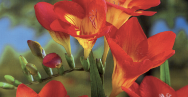 Slika zaslona 2025 09 17 u 15.25.31