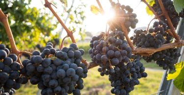 Grozdovi crnog grožđa vise sa vinove loze u vrijeme berbe