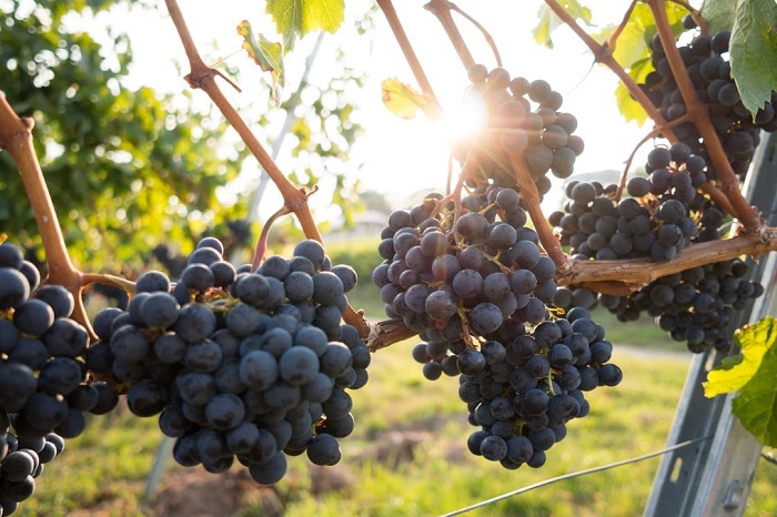 Grozdovi crnog grožđa vise sa vinove loze u vrijeme berbe