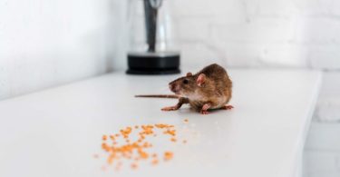 Mrtav miš pored rasute narandžaste granule pesticida na bijeloj površini