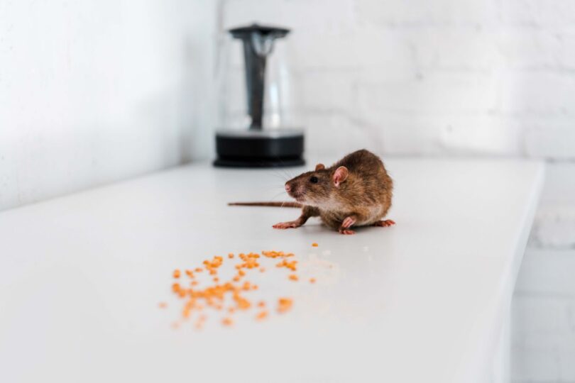 Mrtav miš pored rasute narandžaste granule pesticida na bijeloj površini