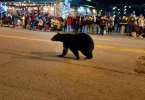 Crni medvjed prelazi cestu ispred gledatelja božićne parade