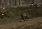Neobičan prizor