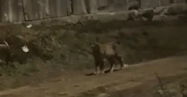 Neobičan prizor