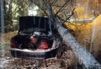 Automobil oštećen padom stabla, GSS intervenira na mjestu nesreće