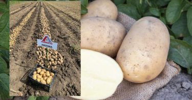 Arizona krumpir - sorta poznata po visokom rodu i kvaliteti, prikazana u polju i na stolu