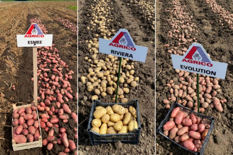 viber slika 2026 01 12 15 31 07 197 810x540 1