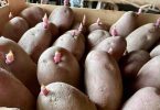 Sadnice krumpira s očima raspoređene u kartonskoj kutiji, spremne za naklijavanje