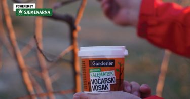 Ruka drži posudu kalemotskog voska pored grane sa crvenim marama