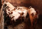 Group of pigs in pen showing signs of illness