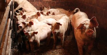 Group of pigs in pen showing signs of illness