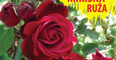 Ruza Penjacica Don Juan