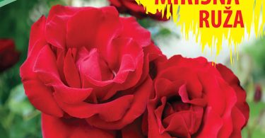 Ruza Penjacica new jorker