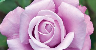 Ruza cajevka charley