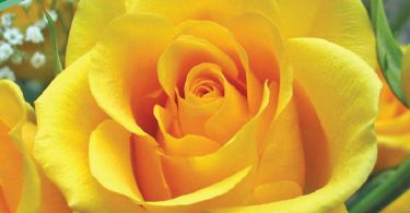 Ruza cajevka gold mony