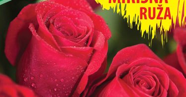 Ruza cajevkaorange triumf