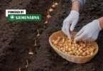Ruke u bijelim rukavicama drže posudu sa žutim lukom tijekom proljetne sadnje u zemlju