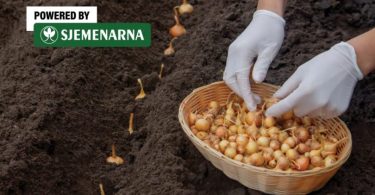 Ruke u bijelim rukavicama drže posudu sa žutim lukom tijekom proljetne sadnje u zemlju