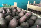Gomile sjemenskog krumpira s klijancima, spreman za sadnju tijekom kišnih dana