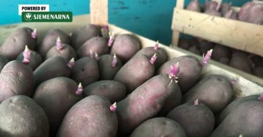 Gomile sjemenskog krumpira s klijancima, spreman za sadnju tijekom kišnih dana