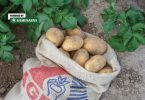 Sjemenski krumpir u platnenoj vreći s otiscima, pozicioniran na zemlji između biljaka