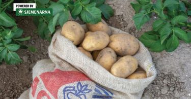 Sjemenski krumpir u platnenoj vreći s otiscima, pozicioniran na zemlji između biljaka