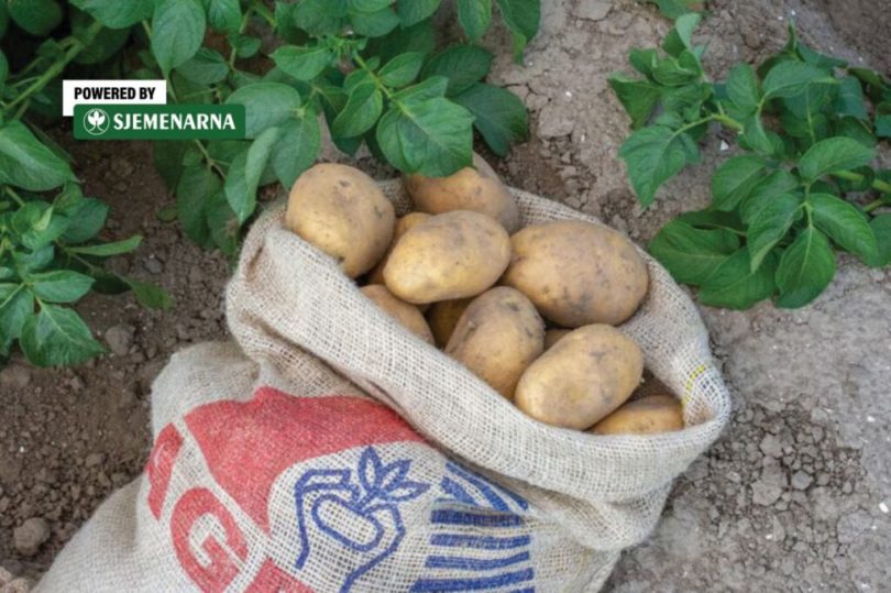 Sjemenski krumpir u platnenoj vreći s otiscima, pozicioniran na zemlji između biljaka