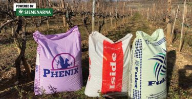 Tri vrećice gnojiva za vinogradarstvo postavljene među vinovim trsovima u vinogradu