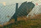 NATO na oprezu