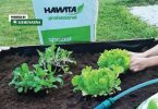 Ruke sadare mlade sadnice salate u crnom supstratu Hawita pored cijevi za navodnjavanje