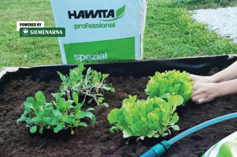 Ruke sadare mlade sadnice salate u crnom supstratu Hawita pored cijevi za navodnjavanje