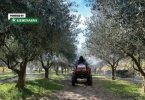 Traktor u masliniku za mehaničku obradu i zaštitu maslinovih stabala