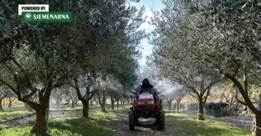 Traktor u masliniku za mehaničku obradu i zaštitu maslinovih stabala