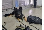 Obučeni policijski pas leži na podu pored novca i pribora za otkrivanje droge