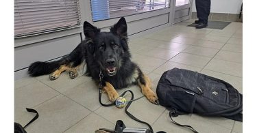 Obučeni policijski pas leži na podu pored novca i pribora za otkrivanje droge