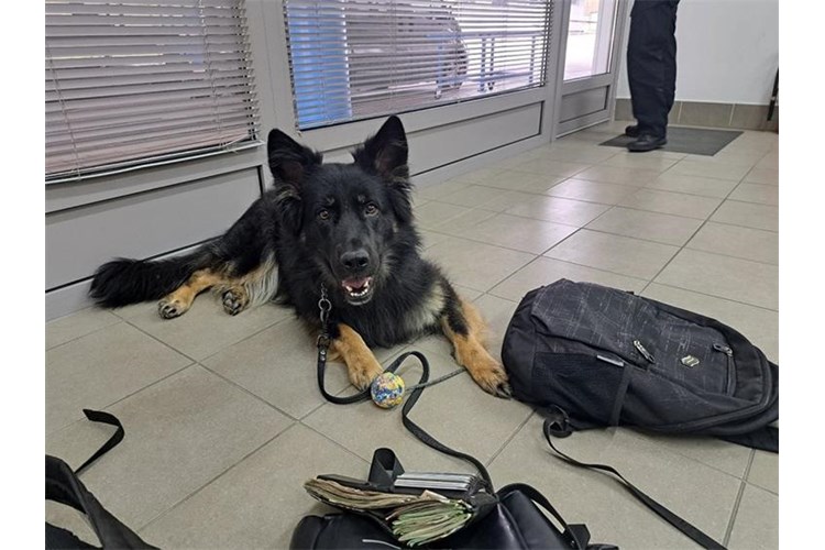 Obučeni policijski pas leži na podu pored novca i pribora za otkrivanje droge
