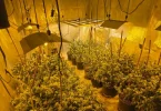 Unutrašnjost ilegalne plantaže s desecima stabljika marihuane pod žutim rasvjetom