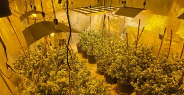 akcija aries marihuana kanabis 27apr26 mupks