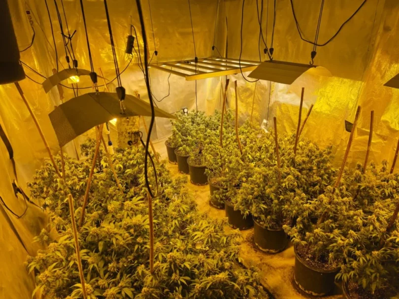 Unutrašnjost ilegalne plantaže s desecima stabljika marihuane pod žutim rasvjetom