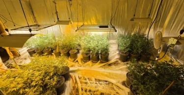 akcija aries marihuana kanabis 27apr26 mupks1