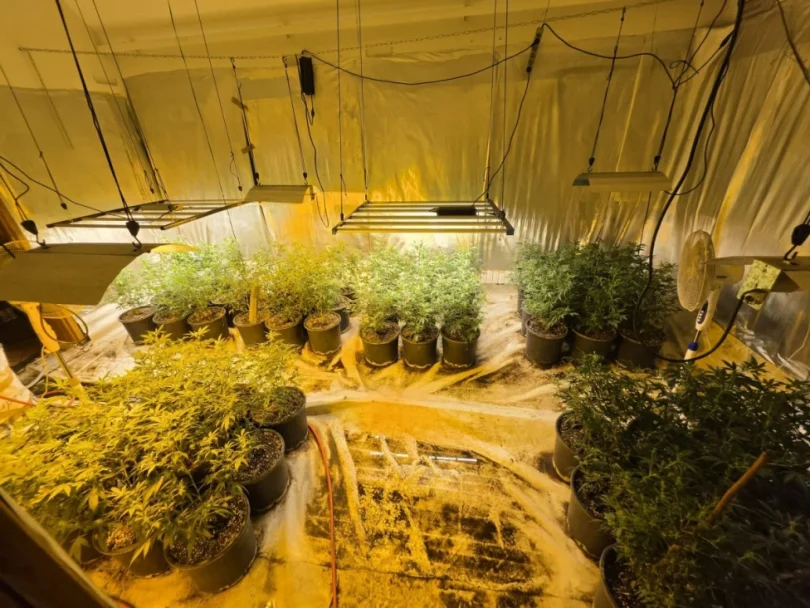 akcija aries marihuana kanabis 27apr26 mupks1