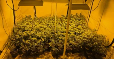 akcija aries marihuana kanabis 27apr26 mupks2