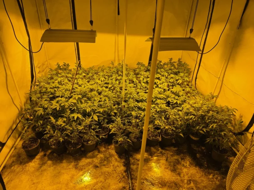 akcija aries marihuana kanabis 27apr26 mupks2