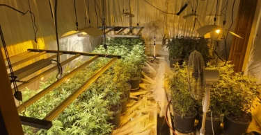 akcija aries marihuana kanabis 27apr26 mupks3