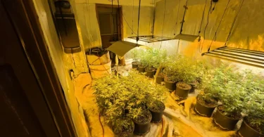 akcija aries marihuana kanabis 27apr26 mupks4